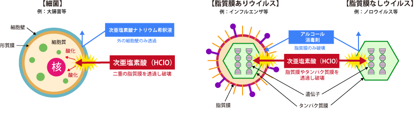 細菌の基本構造